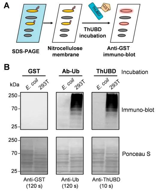 Advancements in Protein lipidation Research